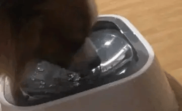 No-Spill Water Bowl